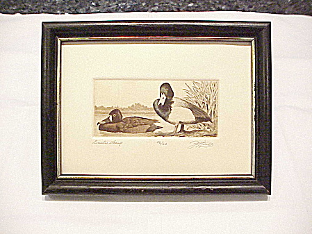 David Hunter Greater Scamp Duck Etching Picture