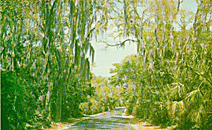 Moss Draped Trees In The South Spanish Moss Postcard P41332